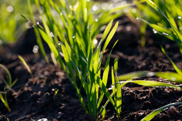 istock green wheat sprouts in a field with water drops after rain 1389319747