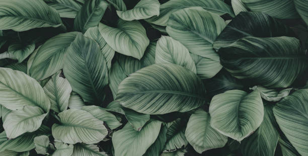 istock close up abstract green leaf texture nature background tropical leaves 1389320341