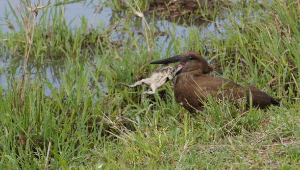 istock A hammerkop gets ready to swallow a whole frog. 1389320615