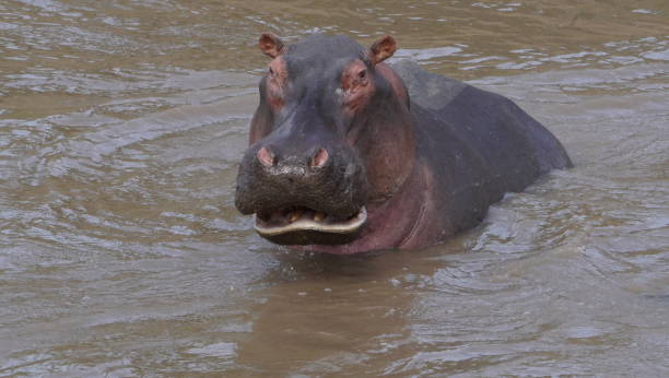 istock An angry hippo looking at the camera 1389320747