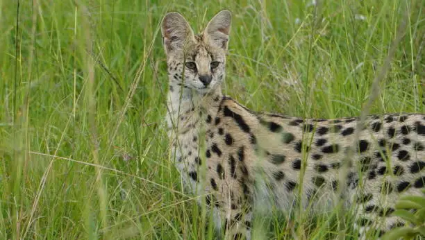 Close up of a serval cat