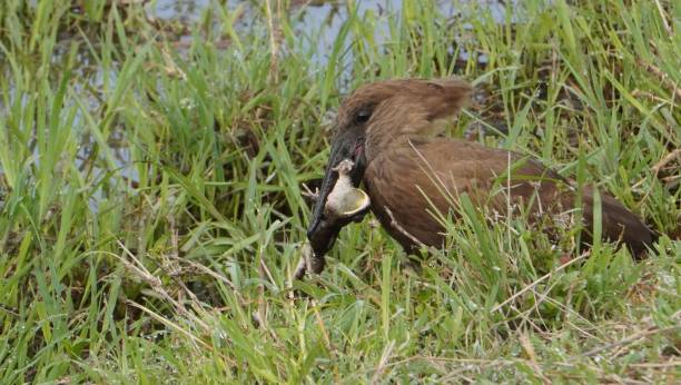 istock Hammerkop killing a frog in a swamp. 1389320871