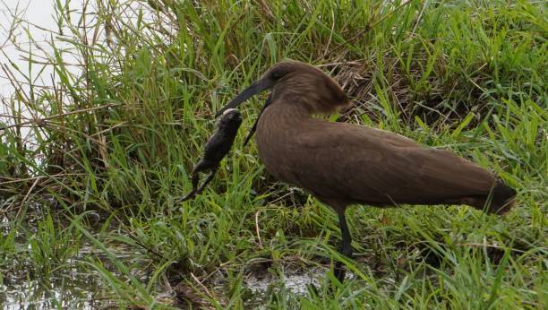 istock hammerkop ready to swallow a large frog. 1389320878