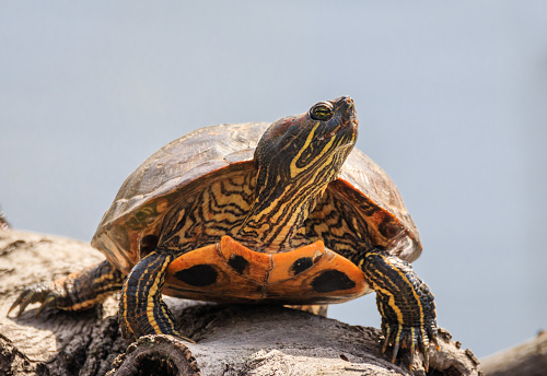A Box Turtle sits near its home pond.