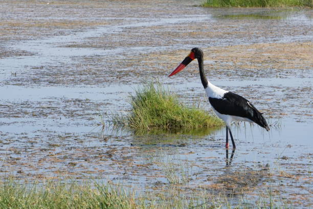 istock saddle billed stork in a swamp. 1389320955