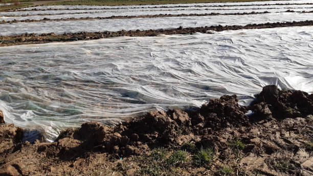 istock Rhubarb plants covered with plastic foil 1389322011