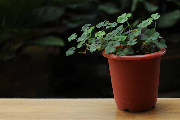Clover with placed in a plant pot on a wooden floor on a black background, good luck or saints. Symbol of fortune, happiness and success. holding luck in hand