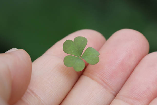 istock small plant clover in hand close up with green background 1389322675