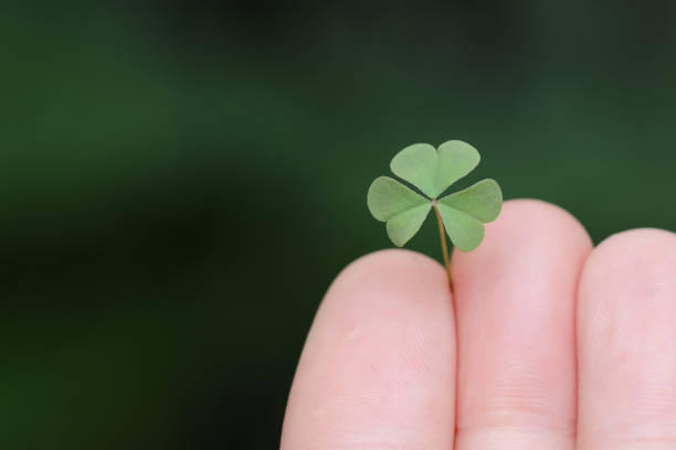 istock small plant clover in hand close up with green background 1389322690
