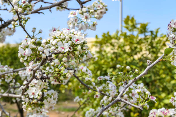 istock Close-up view of flowering pear branches with white flowers on a blurred background. selective focus 1389323174