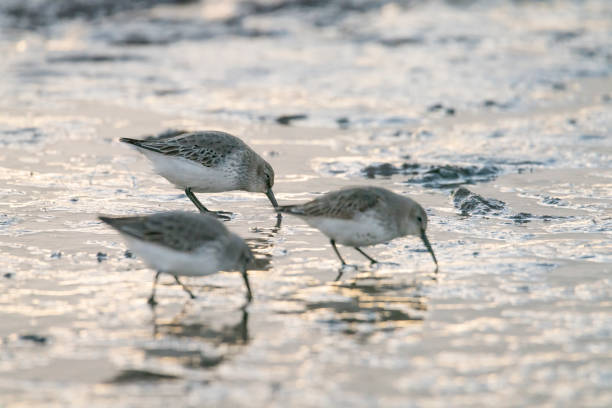 istock Dunlin on the mudflats at Snettisham 1389323997