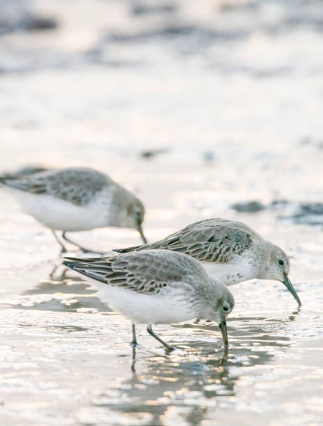 istock Dunlin on the mudflats at Snettisham 1389324005