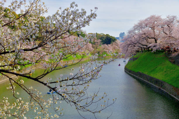 osservazione dei fiori di ciliegio (hanami) dalla barca al parco chidorigafuchi, tokyo - japan nautical vessel sakura tokyo prefecture foto e immagini stock