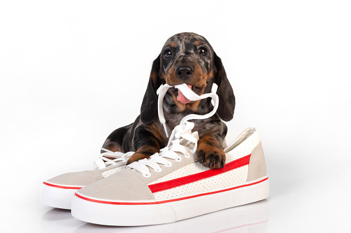 Little marble dachshund puppy with shoes lying on a white studio background