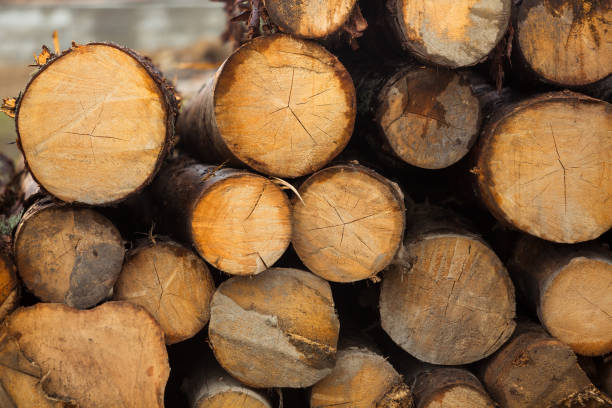 istock Log spruce trunks pile. Sawn trees from the forest. Logging timber wood industry. Cut trees close up 1389324174