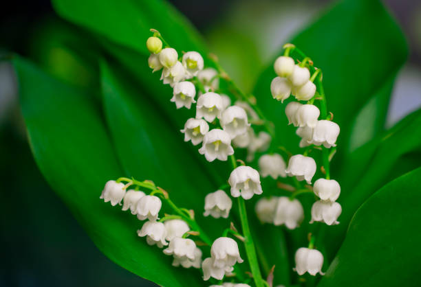 bella primavera fiori naturali sfondo - mughetto foto e immagini stock