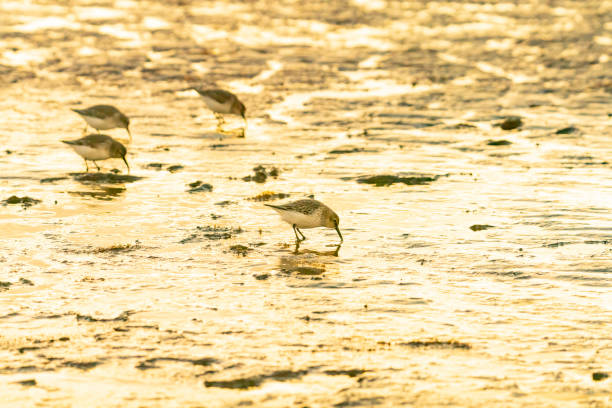 Seabirds on the California coast.