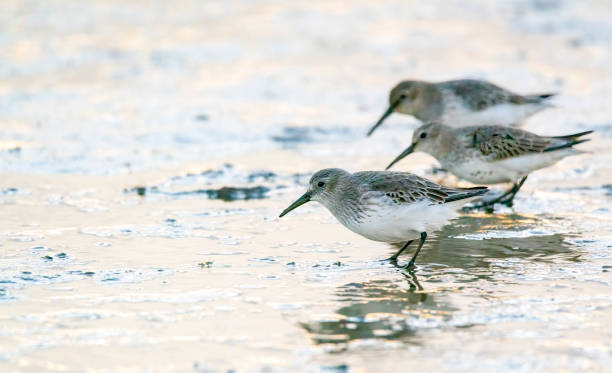 Dunlin on the mudflats at Snettisham