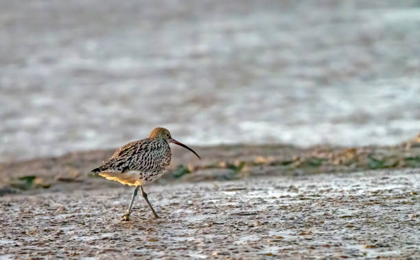Curlew on the mudflats at Snettisham