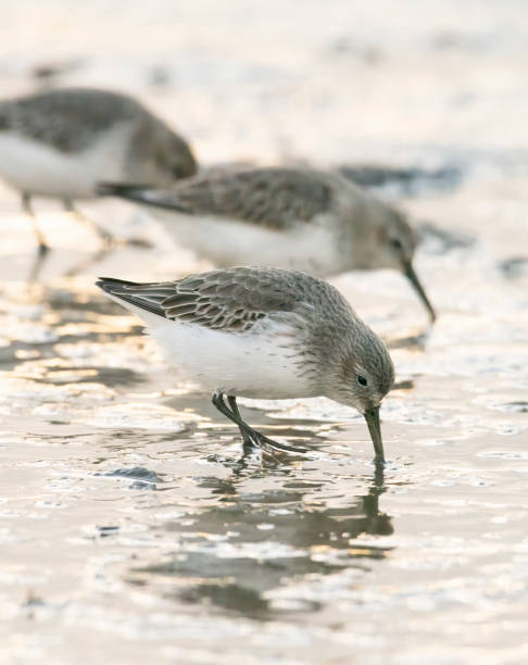 istock Dunlin on the mudflats at Snettisham 1389326262