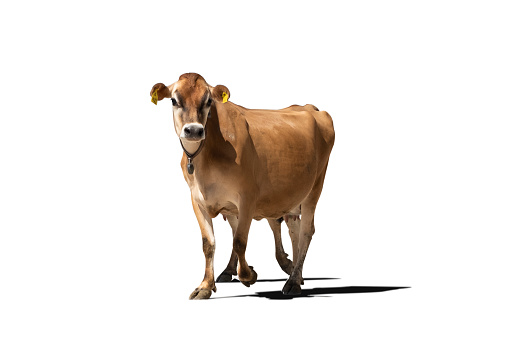 Cow Princess. Cow with a crown with white background. Farm animal. This is a 3d render illustration.