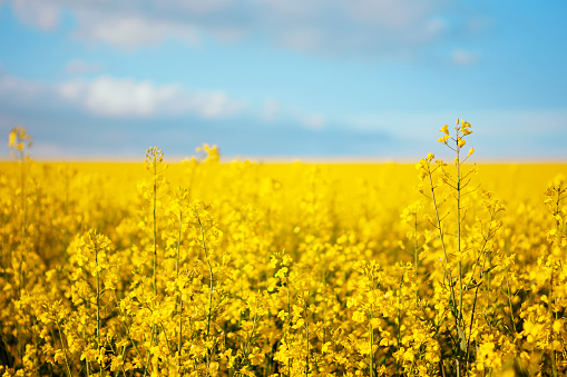An agricultural field with canola plants in vivid yellow colors