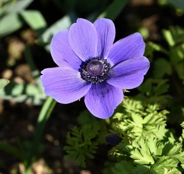 Closeup of the blue flower of Anemone Mr Fokker.
