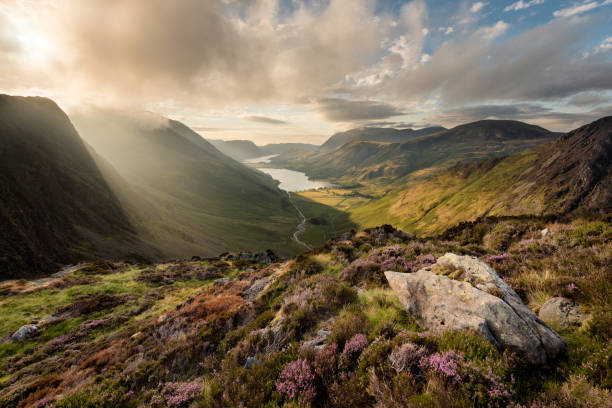 Stunning evening light at Haystacks overlooking Buttermere in the Lake District. Dramatic evening light beaming through clouds with a view out to Buttermere and Crummock Water in the Lake District, UK. Lovely purple heather can be seem blooming in the foreground. english lake district stock pictures, royalty-free photos & images