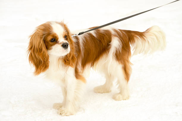 Cavalier king charles spaniel portrait. Dog standing on a snow with leash.