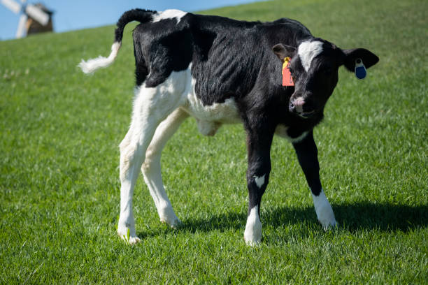 Sweet young white cow looks frank and free