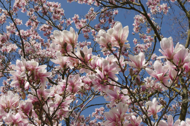 Blooming magnolia tree stock photo