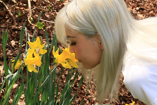 A closeup of a Vietnamese woman checking a daffodil in full bloom. She has a white top.