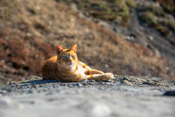 istock red car laying outdoors on the rock 1389330739