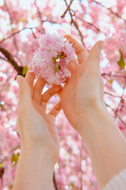 istock woman hand touching blooming sakura tree 1389330763