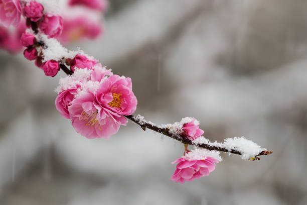 Plum blossoms in the snow in spring