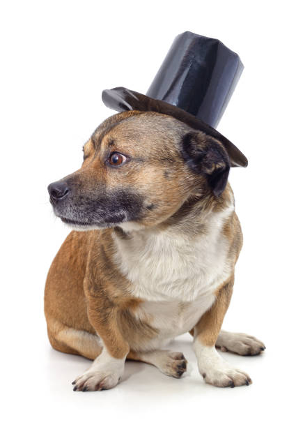 istock Puppy in a top hat. 1389331444