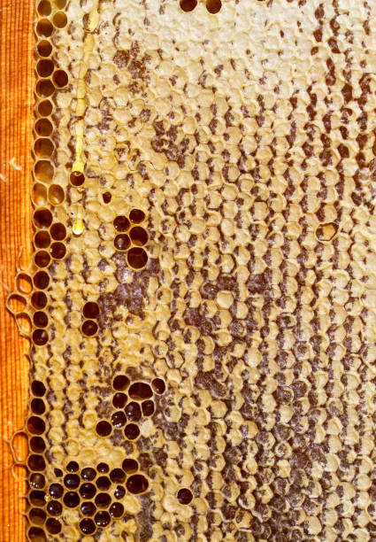 istock honeycomb filled with flower honey 1389332126