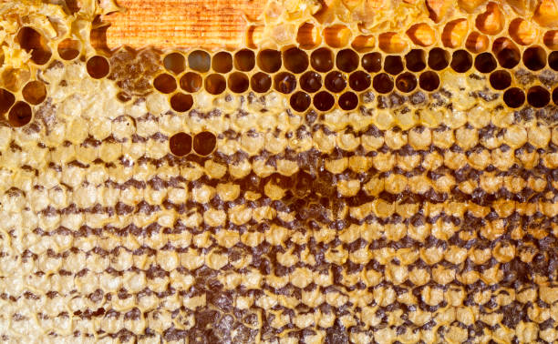 istock honeycomb filled with flower honey 1389332128
