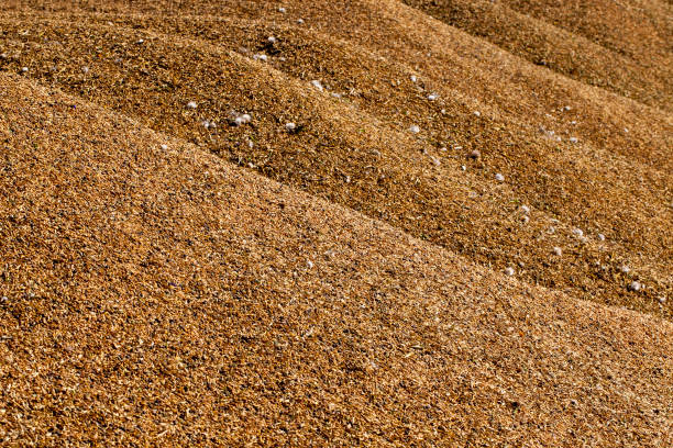 istock a pile of harvested cereal grains 1389332153