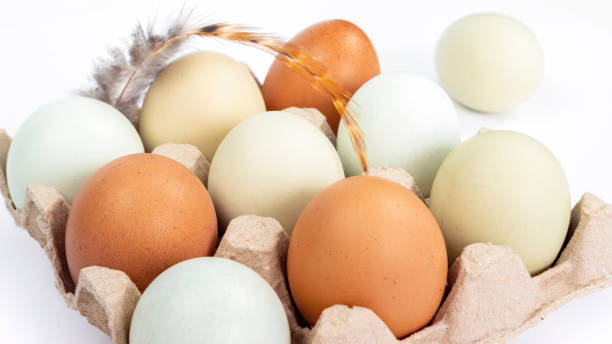bio-bauernhof-hühnereier in einer pappschachtel nahaufnahme auf weißem hintergrund. gefärbte eier liegen in einer verpackung mit zellen mit einer vogelfeder. bio-bauernhof-food-konzept. - duck animal egg isolated bird stock-fotos und bilder