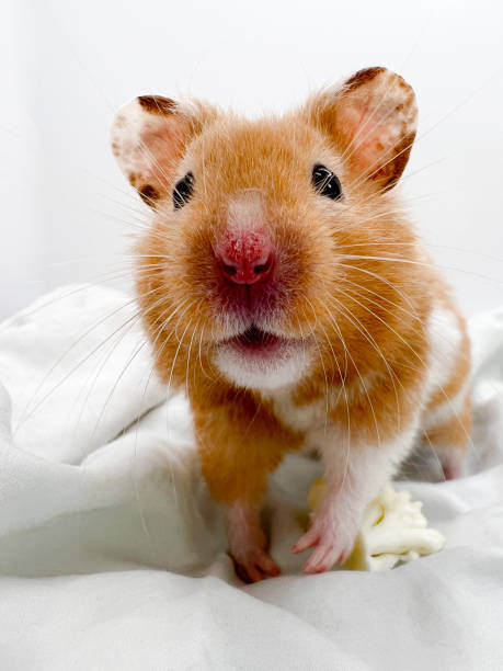 istock Cute Syrian hamster closeup 1389333567