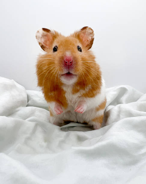 istock Cute Syrian hamster closeup 1389333578