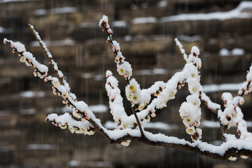 Yellow plum blossoms blooming amid heavy snow in spring