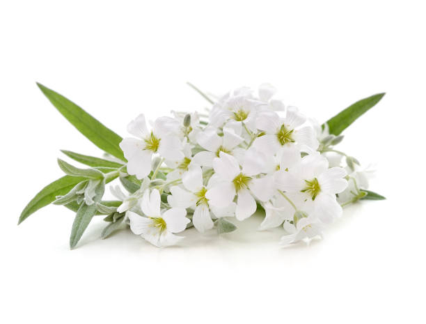 istock Bouquet of white flowers. 1389333804