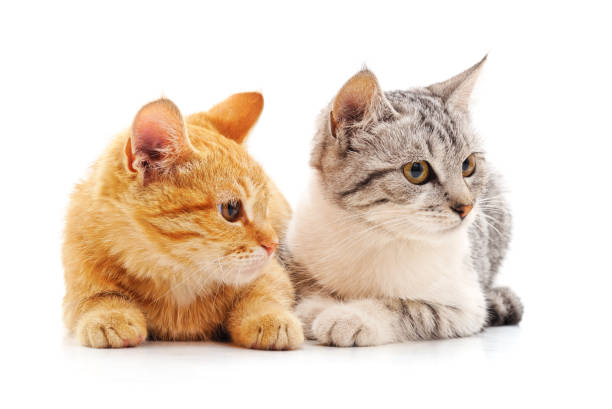 istock Two cats look to the side. 1389333853