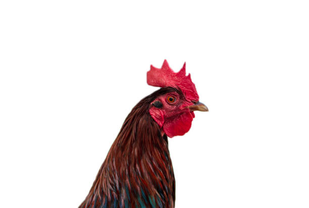 istock closeup of rooster head white background- 1389334560