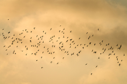 A flock of Oystercatchers flying over Snettisham beach, Norfolk.