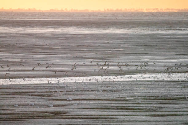 A flock of Oystercatchers flying over Snettisham beach, Norfolk.