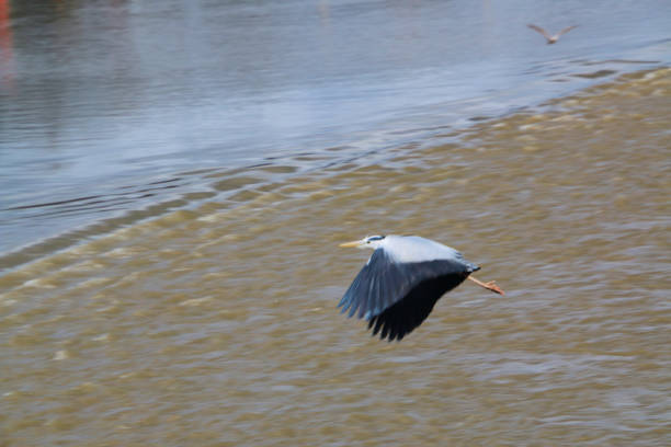A close up of a Heron at the River Dee in Chester