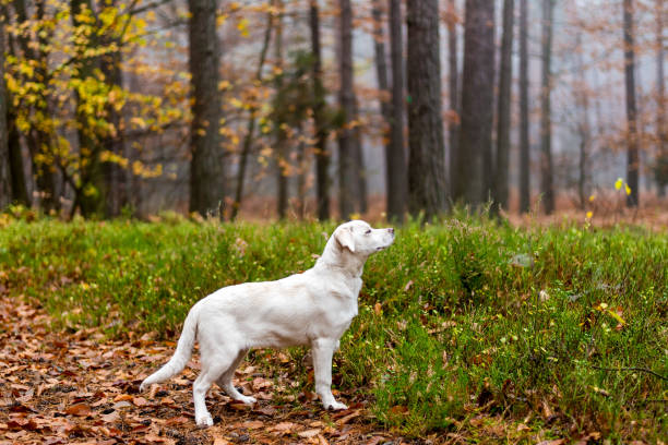 istock White labrador type, mongrel, dog in autumn forest full of leaves. 1389335913